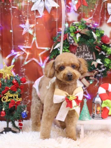 20231209チョコちゃん